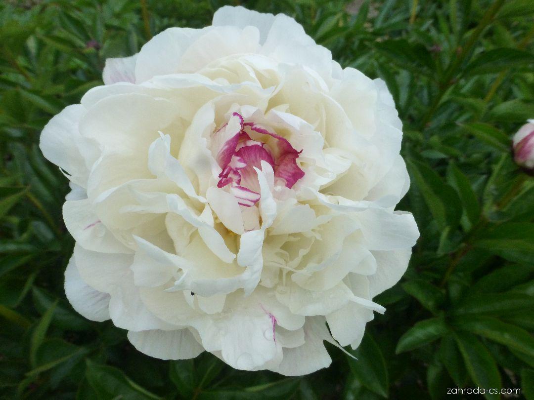 Paeonia lactiflora 'Boule de Neige'